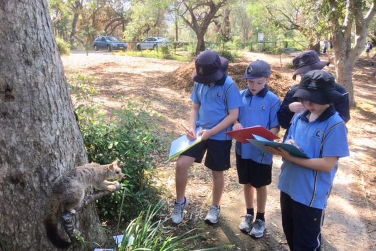 Four students in blue school uniforms take notes about a possum in a tree. The possum is stuffed. The wooded area they are standing in appears to be near a road or car park.